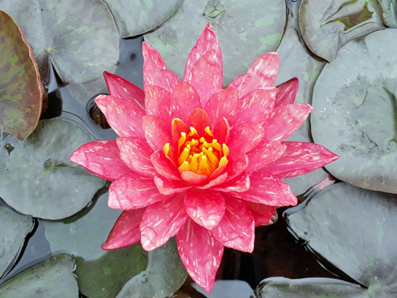 Seerose Nymphaea Joey Tomocik